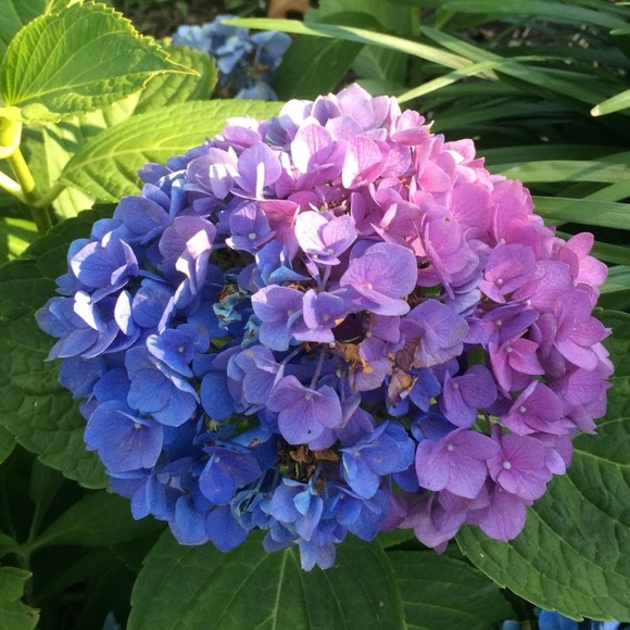 Meet your Posher, Stephanie - Picture 1 of 1